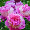 Paeonia Sorbet